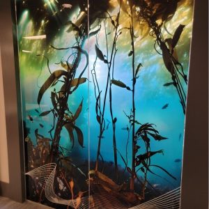 Kelp Forest Outside-min